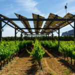 O companie agricolă autohtonă a primit suport pentru instalarea panourilor fotovoltaice
