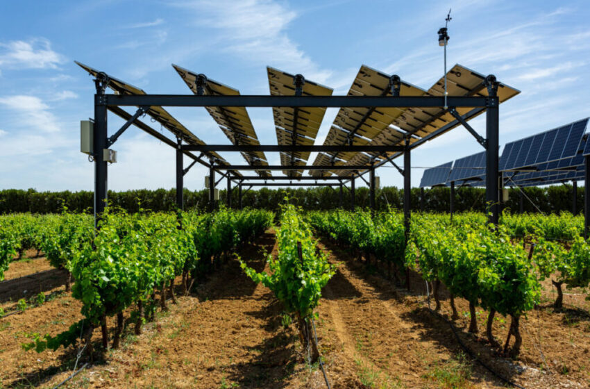  O companie agricolă autohtonă a primit suport pentru instalarea panourilor fotovoltaice
