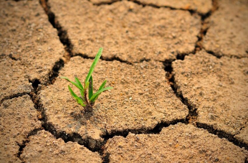  Natalia Gavrilița explică de ce nu avem stare de urgență în condiții de secetă
