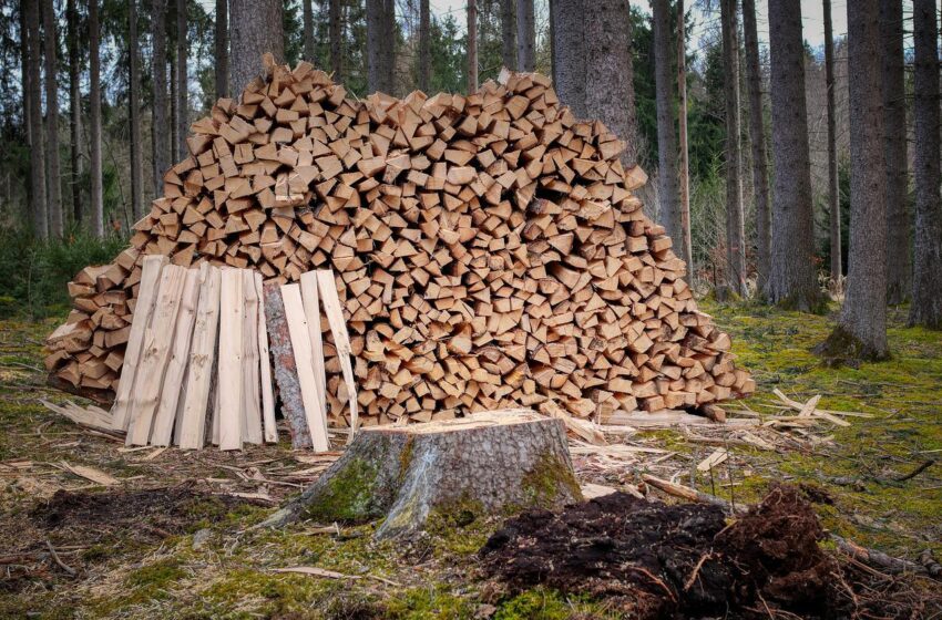  Autorizația pentru tăierile de lemn va putea fi obținută mai ușor