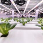 Mai nou, salata verde se cultivă în sistem hidroponic