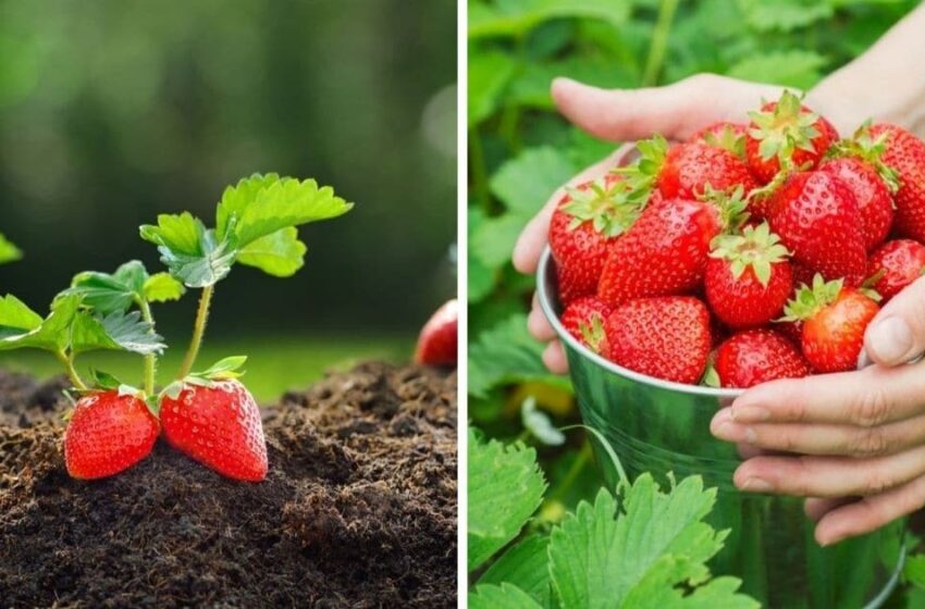  Ghid pentru cultivarea căpșunului ecologic. Doar doi producători agricoli din Moldova cultivă căpșuni fără chimicale