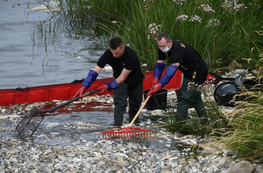  Germania: criza „acută” a peștilor morți de pe râul Oder s-a încheiat