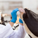Antibioticele pentru tratarea animalelor, doar pe bază de rețetă de la veterinar