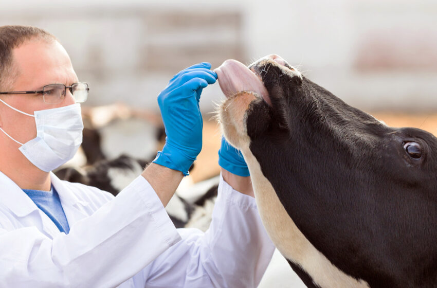  Antibioticele pentru tratarea animalelor, doar pe bază de rețetă de la veterinar