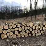 Cum este vândut lemnul de foc în republică. Guvernul a lansat pe acest subiect și o linie verde