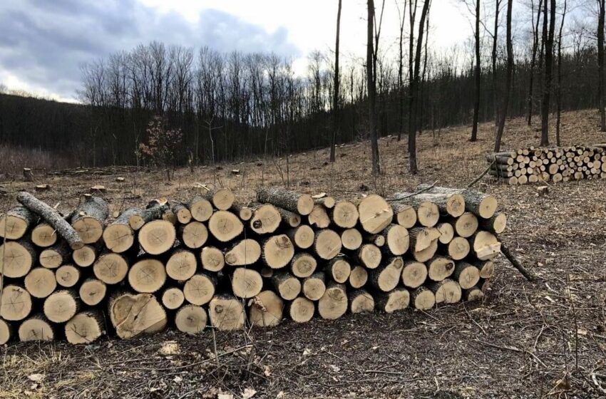  Cum este vândut lemnul de foc în republică. Guvernul a lansat pe acest subiect și o linie verde