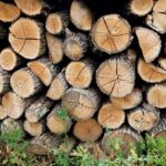 Cererea pentru lemnul de foc din partea populației s-a dublat. Pe fond de panică, riscăm să ne despădurim
