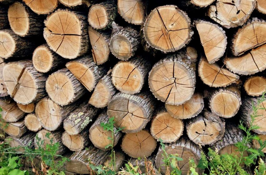  Cererea pentru lemnul de foc din partea populației s-a dublat. Pe fond de panică, riscăm să ne despădurim