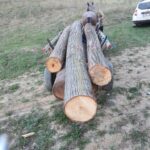 Tăieri ilicite de arbori: în atenția inspectorilor pentru protecția mediului a ajuns și un pădurar