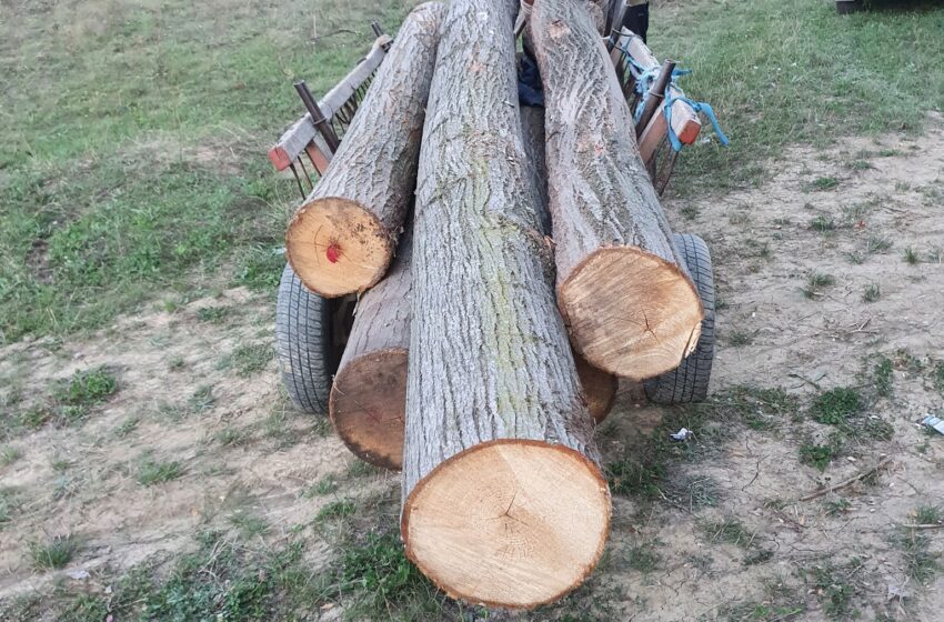 Tăieri ilicite de arbori: în atenția inspectorilor pentru protecția mediului a ajuns și un pădurar