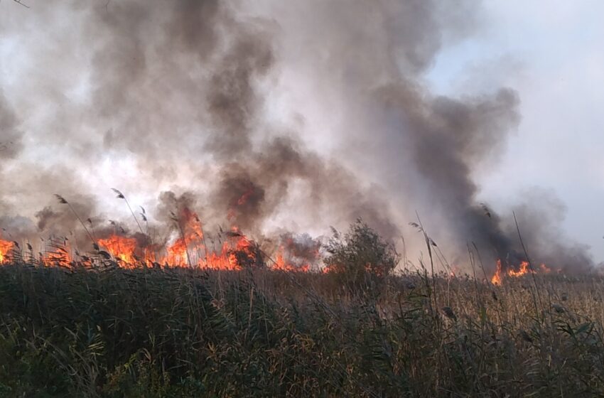  Încă un incendiu. A ars vegetația pe 100 ha de pământ lângă Rezervația biosferei „Prutul de Jos”