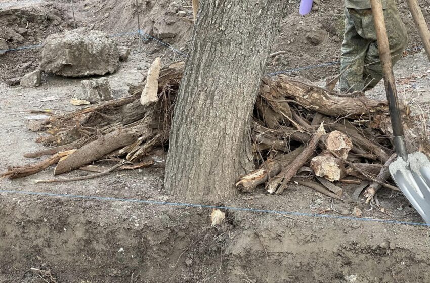  Săpături în imediata apropiere a unor arbori din Chișinău. Se vor prăbuși copacii?