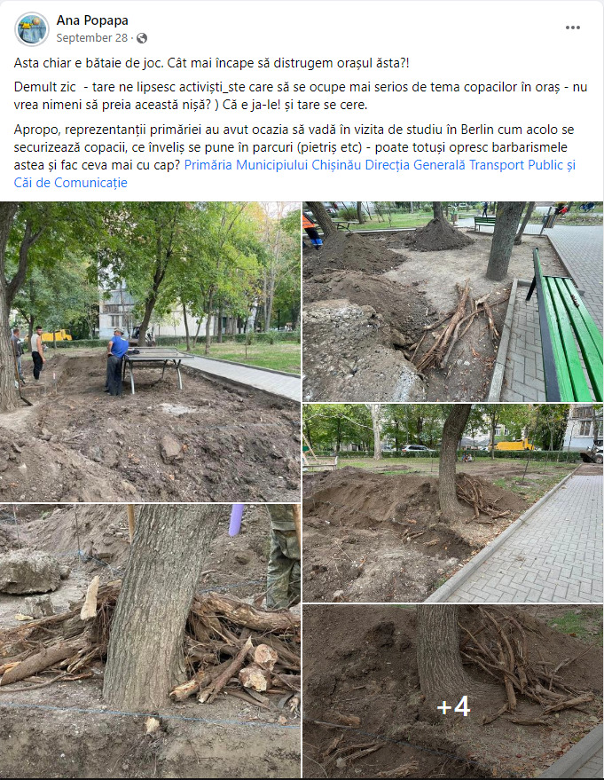 Săpături în imediata apropiere a unor arbori din Chișinău. Se vor prăbuși copacii?