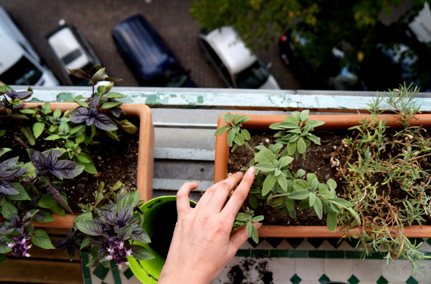  Grădinăritul la oraș. Ghid cu practici simple de creștere a legumelor sau plantelor la balcon, în casă ori în curtea oficiului
