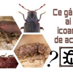 Concurs inedit: descoperim speciile de gândaci care găuresc icoanele vechi din locuințe
