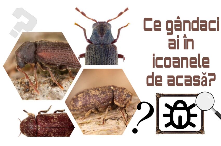  Concurs inedit: descoperim speciile de gândaci care găuresc icoanele vechi din locuințe