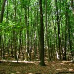 Mai multe ONG-uri vin cu propuneri privind îmbunătățirea programului național de împădurire