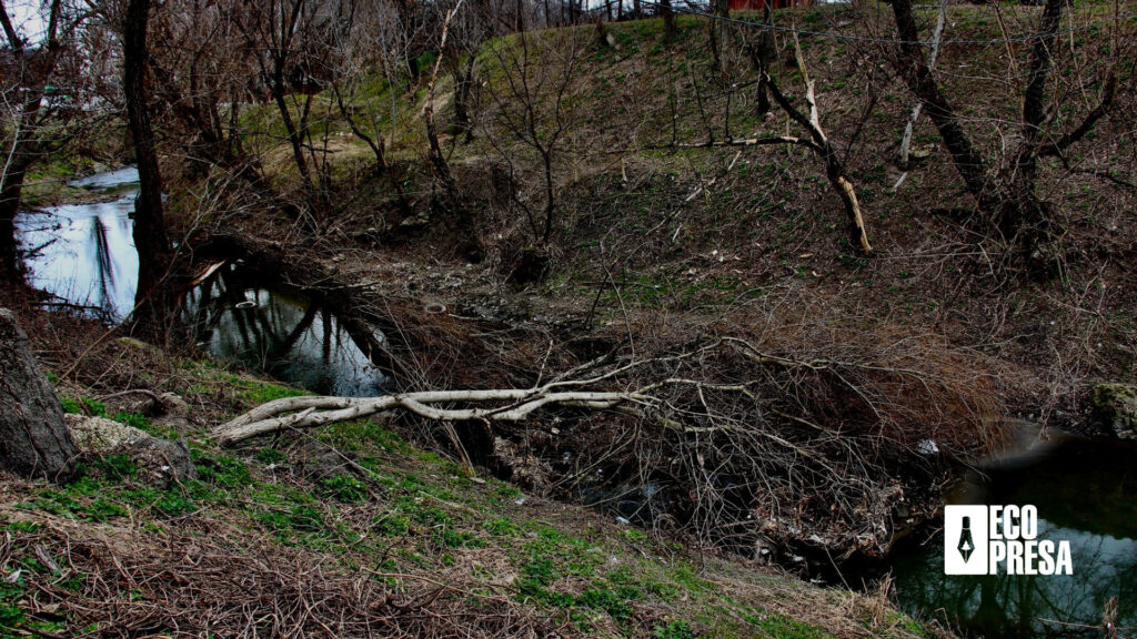 Copaci căzuți în râu - îngreunează cursul apei. Arhiva Personală