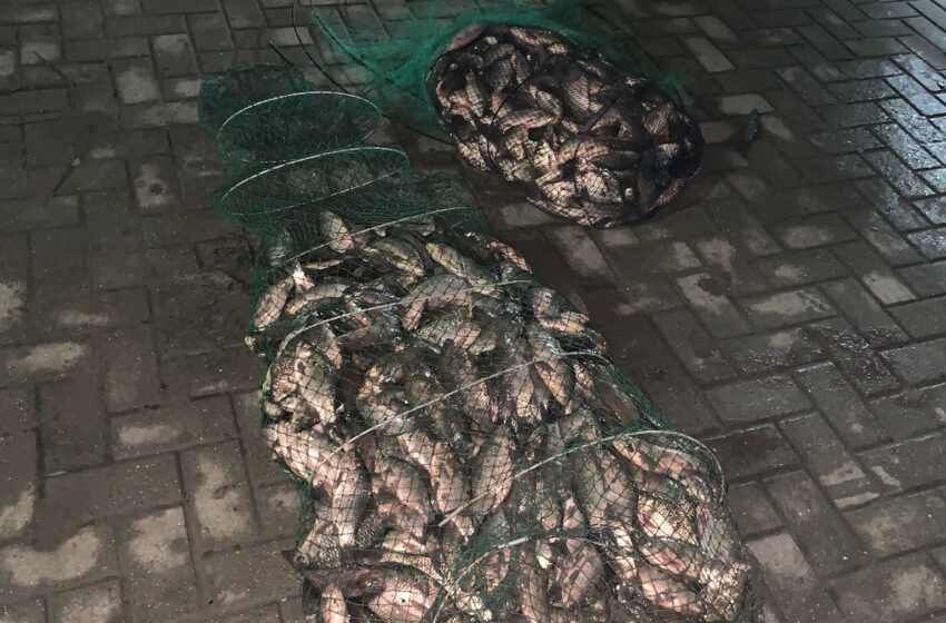  FOTO: Au prins 250 de kg de pește în Nistru, în perioada în care pescuitul este interzis. Braconierii au încălcat și regimul de aflare în zona de frontieră