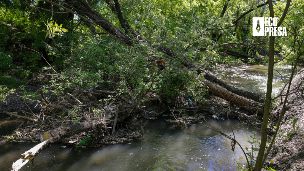 Copaci căzuți în râul Bâc ce îngreunează cursul apei