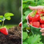 Fără substanțe chimice! Cum creștem căpșuni prin grădinărit ecologic?