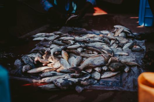  Prutul va avea mai mult pește. 800 de kg de puieți vor fi eliberați în râu