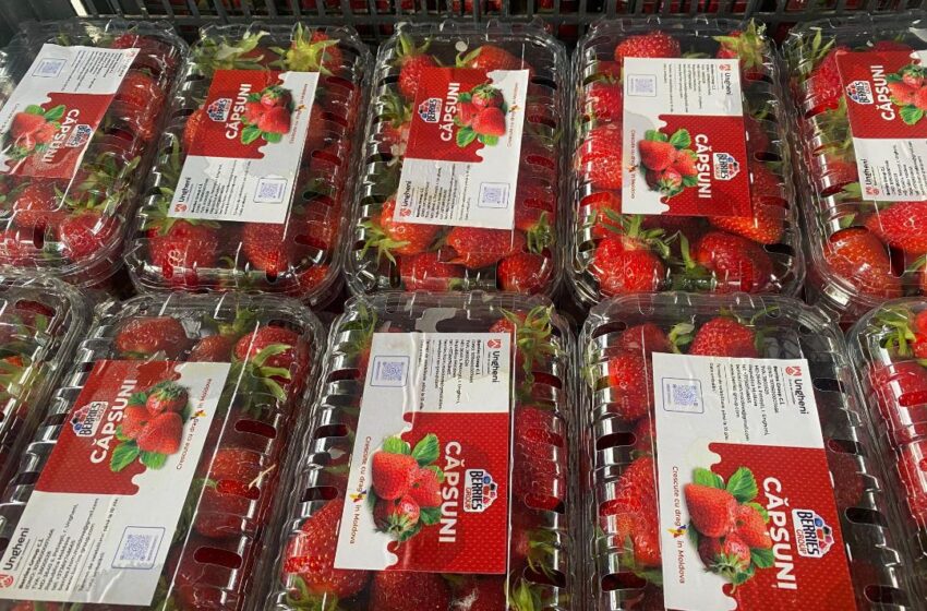  În premieră, un producător de căpșune din Moldova obține certificate, datorită cărora fructele vor fi exportate în UE