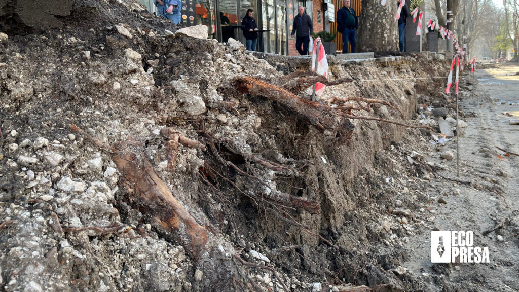 Rădăcini mutilate din urma reparațiilor drumurilor. Fotografie realizată în luna aprilie 2023