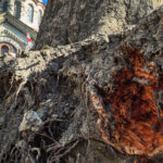 Procuratura municipiului Chișinău a inițiat un dosar penal în cazul copacilor mutilați în timpul reparației trotuarelor