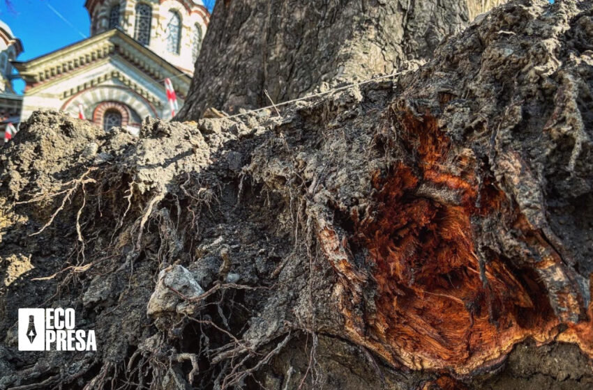  Procuratura municipiului Chișinău a inițiat un dosar penal în cazul copacilor mutilați în timpul reparației trotuarelor