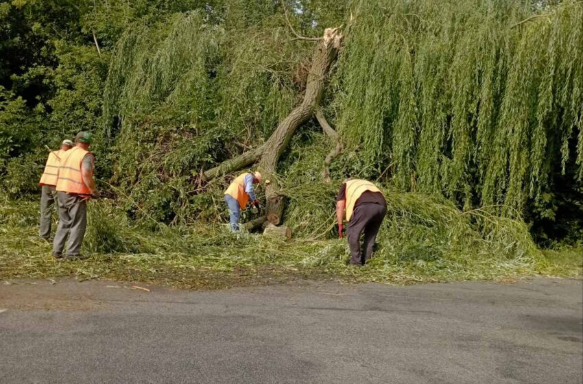  FOTO/VIDEO: Ploi și vânt puternic în mai multe localități. 120 de copaci de pe drumurile naționale au fost doborâți