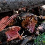 Peste 780 de mii de lei prejudiciu adus mediului în centrul istoric al Chișinăului: arbori vătămați și parcări ilegale