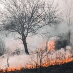 În 2022, aproape jumătate din regiunile afectate de incendiile de vegetație au fost zone de conservare a naturii în Europa