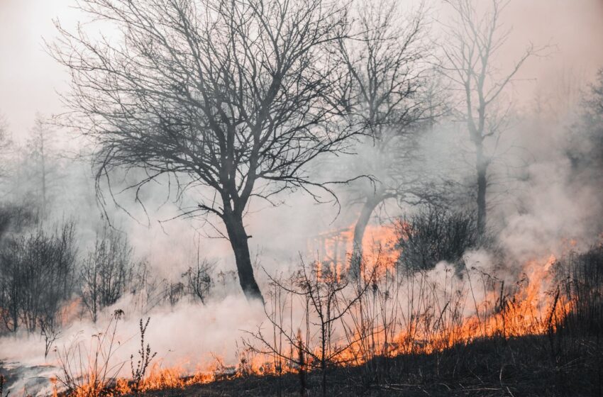  În 2022, aproape jumătate din regiunile afectate de incendiile de vegetație au fost zone de conservare a naturii în Europa