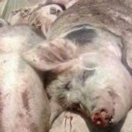 Noi cazuri de pestă porcină africană. ANSA vine cu recomandări
