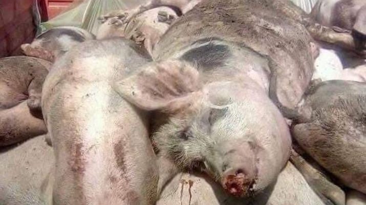  Noi cazuri de pestă porcină africană. ANSA vine cu recomandări