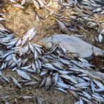 [VIDEO] De ce au murit peștii? Ce spun experții despre dezastrul de la Iagorlâc, Dubăsari