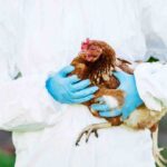 Atenție! Risc sporit de contaminare cu gripă aviară