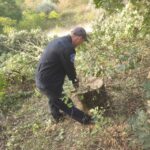 Stejari și ulmi tăiați ilegal la Căușeni. Cei 31 de arbori făceau parte dintr-o fâșie de protecție a râulețului din localitate