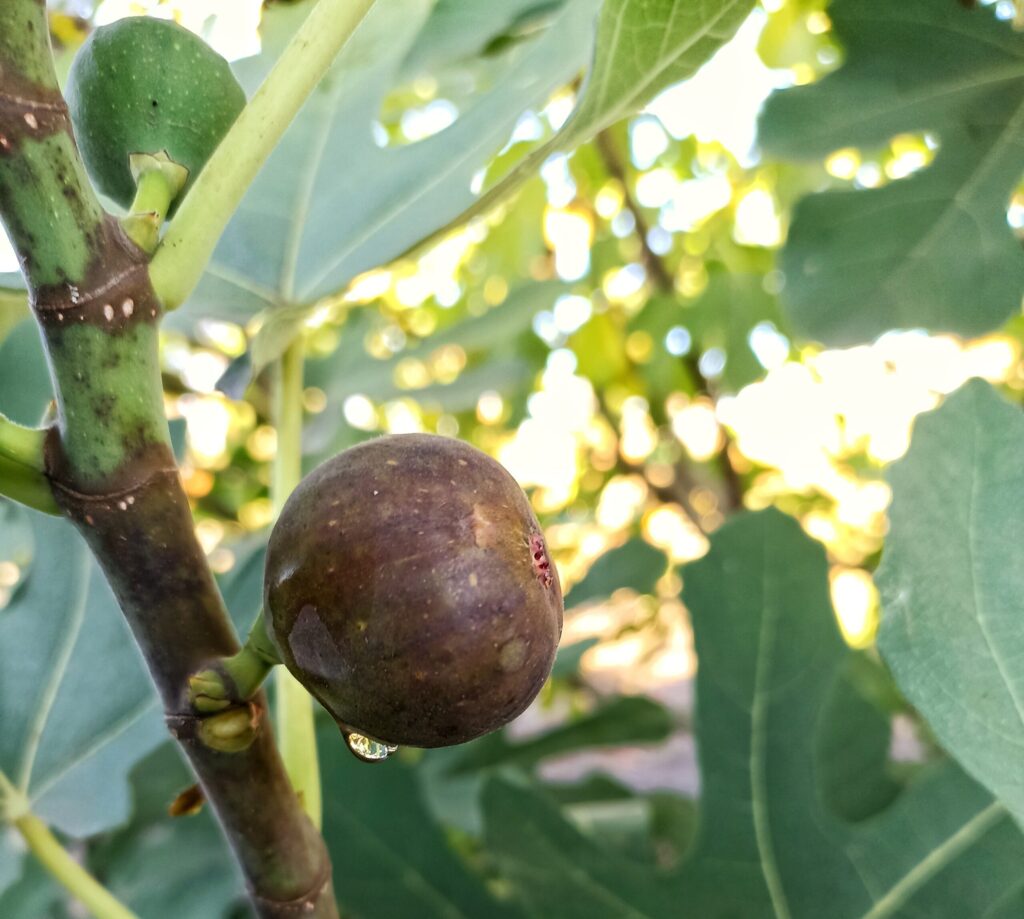 Fructe de smochin crescute de părinții Ludmilei Hițuc. Foto: Ludmila Hițuc