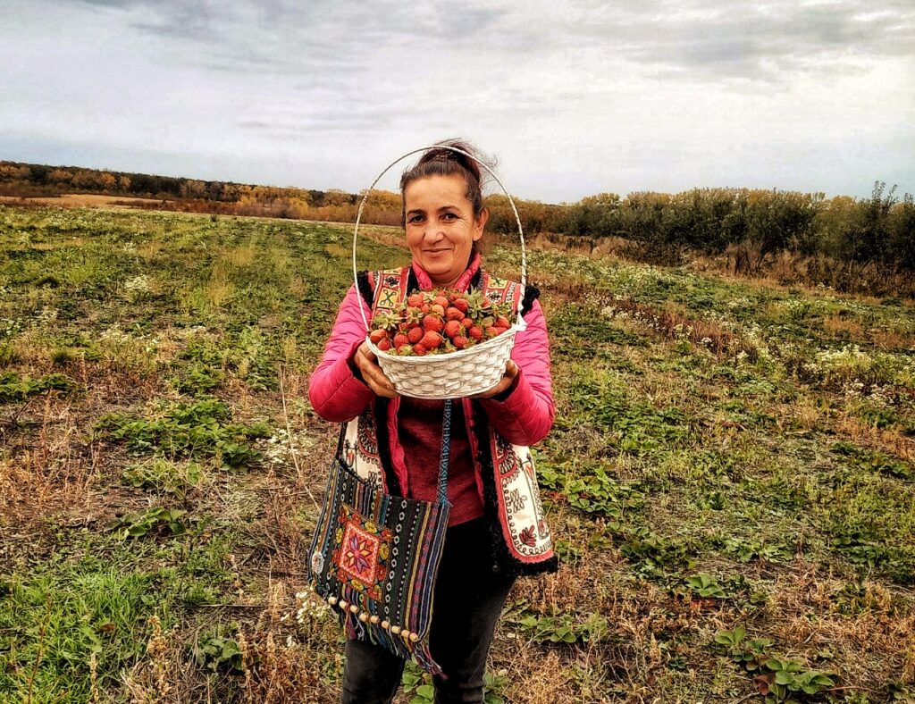 Roadă de căpșuni culese în această toamnă de Angela Bejenari. Foto: Arhiva personală