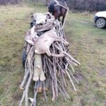 Sentinţă în cazul căpriorului ucis în Rezervația naturală „Plaiul Fagului”: plata a 12 mii de lei și condamnare la închisoare cu suspendare condiţionată