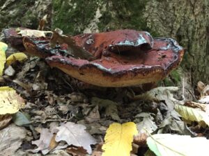 Ciuperca Fistulina hepatica („limba boului”). Foto: Aurel Lozan