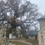 S-au luat decizii pentru salvarea Stejarului lui Ştefan cel Mare – arborele se poate prăbuşi sub propria greutate