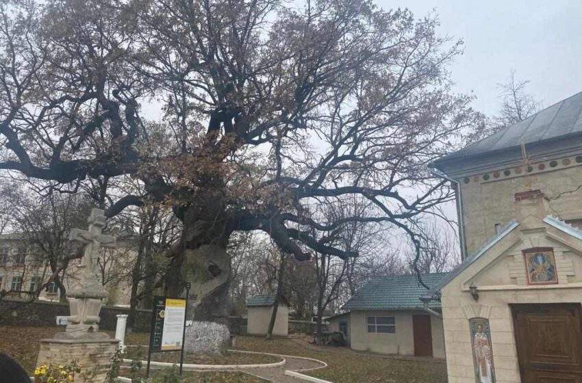  S-au luat decizii pentru salvarea Stejarului lui Ştefan cel Mare – arborele se poate prăbuşi sub propria greutate