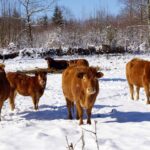 Iarna pune în pericol viața animalelor de casă. ANSA vine cu recomandări