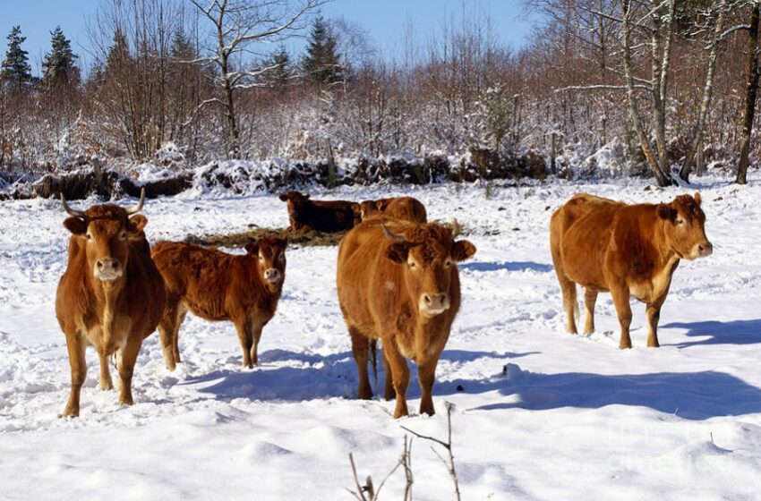  Iarna pune în pericol viața animalelor de casă. ANSA vine cu recomandări