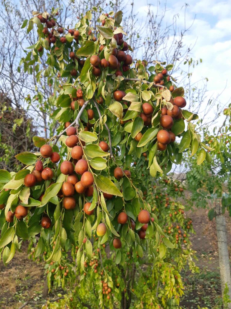 Fructele de Ziziphus din grădina lui Mihai Gladei 