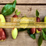 Ziziphus – un pom exotic care ar putea să crească și în grădinile noastre